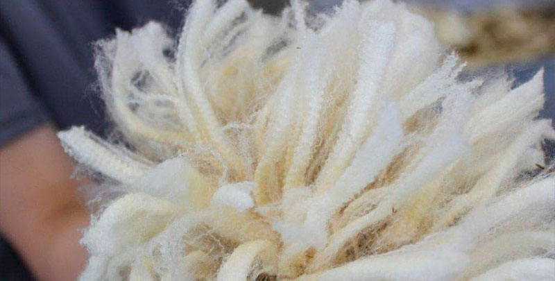 Mota del Cuervo será el epicentro de la lana europea